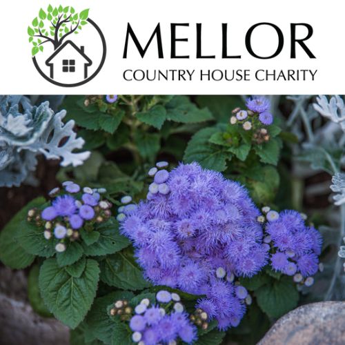 AGERATUM BLUE