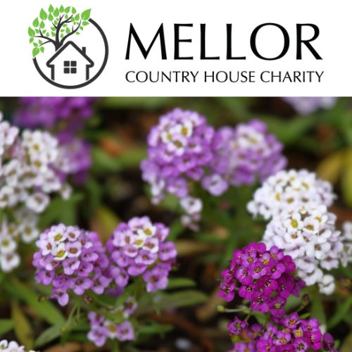 ALYSSUM MIXED