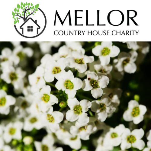 ALYSSUM WHITE