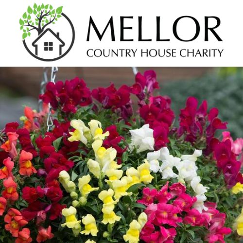ANTIRRHINUM MIXED