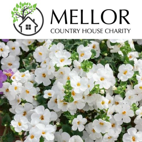 BACOPA HOT WHITE Trailing