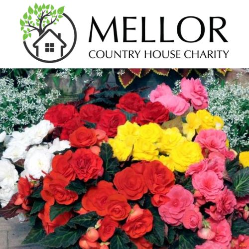 BEGONIA TRAILING Non stop trailing