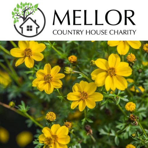 BIDENS Yellow glow trailing