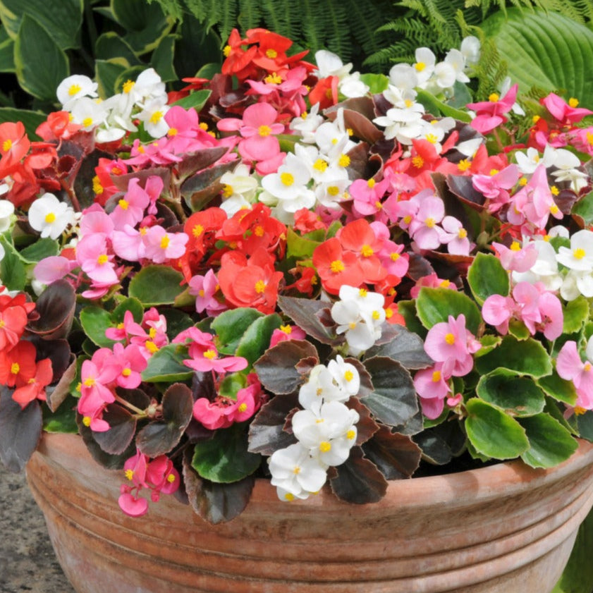 BEGONIA SEMP TRAY MIXED - x 6 Per Tray