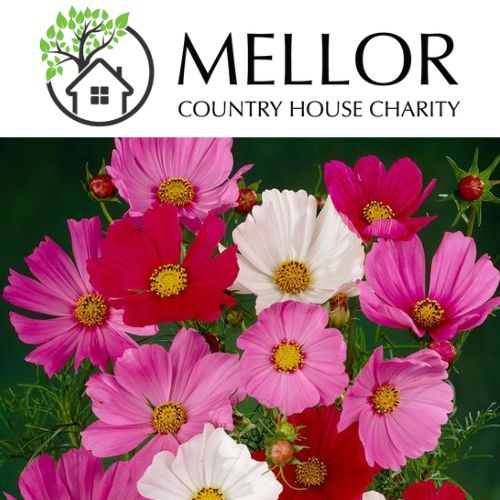 COSMOS MIXED