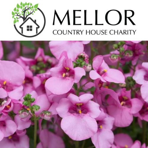 DIASCIA PINK semi trailing all summer 9cm pot