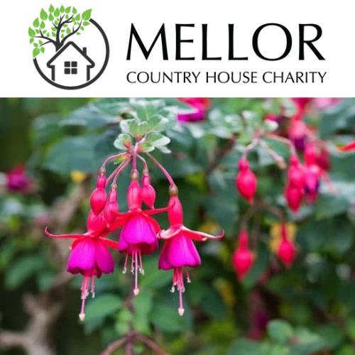 FUCHSIA TRAILING