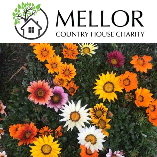 GAZANIA MIXED