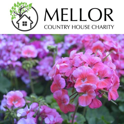 GERANIUM MIXED