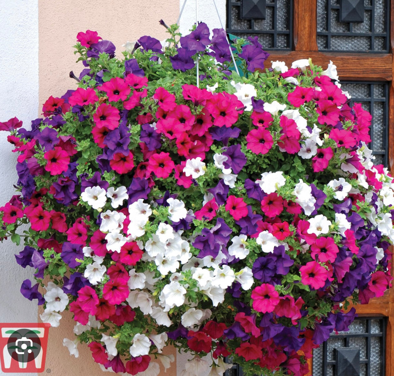 PETUNIA SURFINIA TRAILING - 9cm Pot