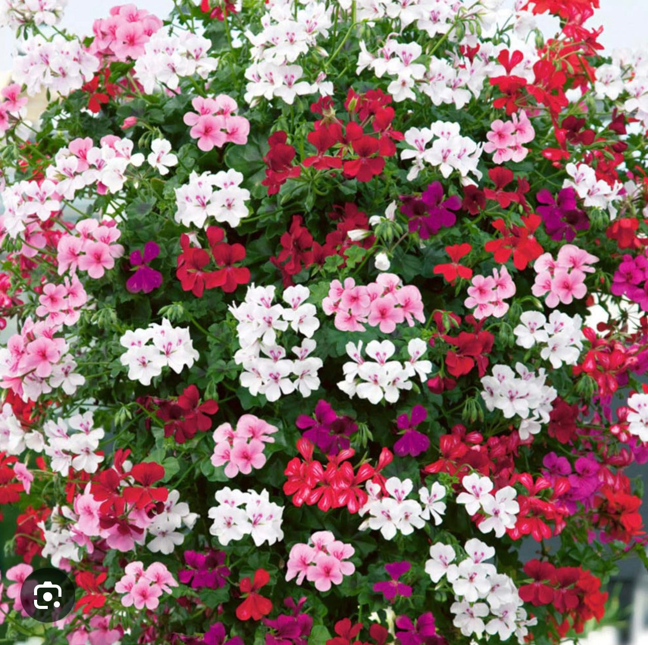 GERANIUM IVY LEAF TRAILING - 10.5cm Pot