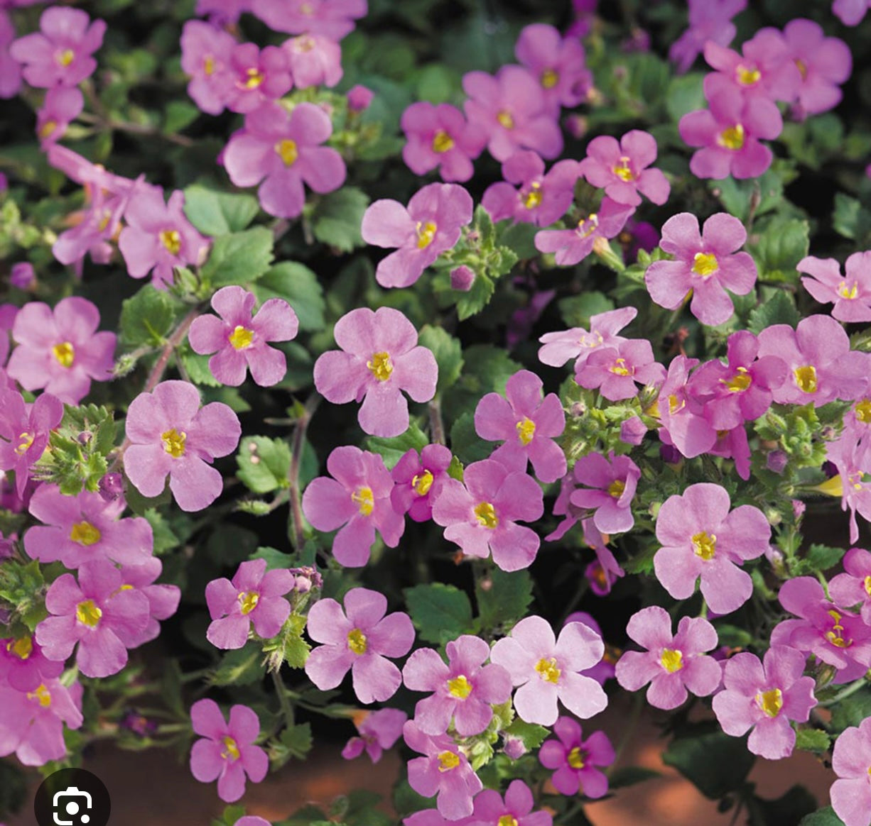 BACOPA PINK TRAILING - 9cm Pot