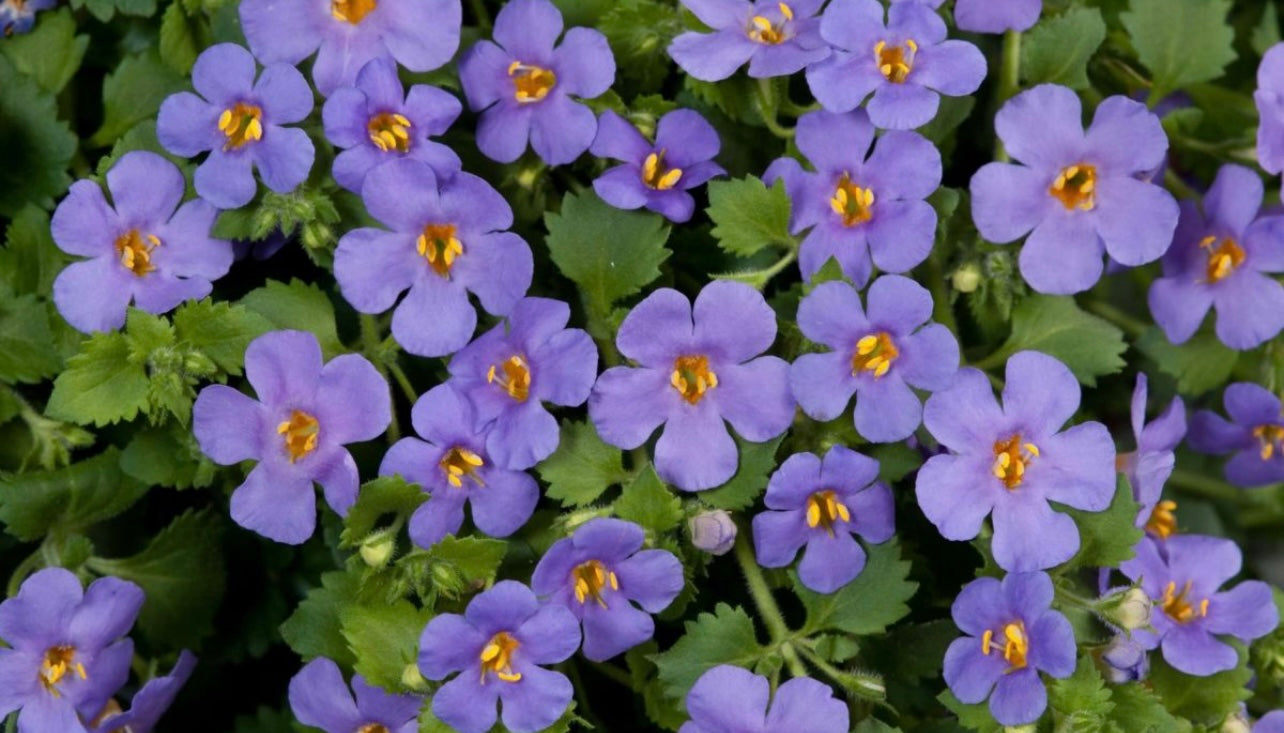 BACOPA BLUE TRAILING - 9cm Pot
