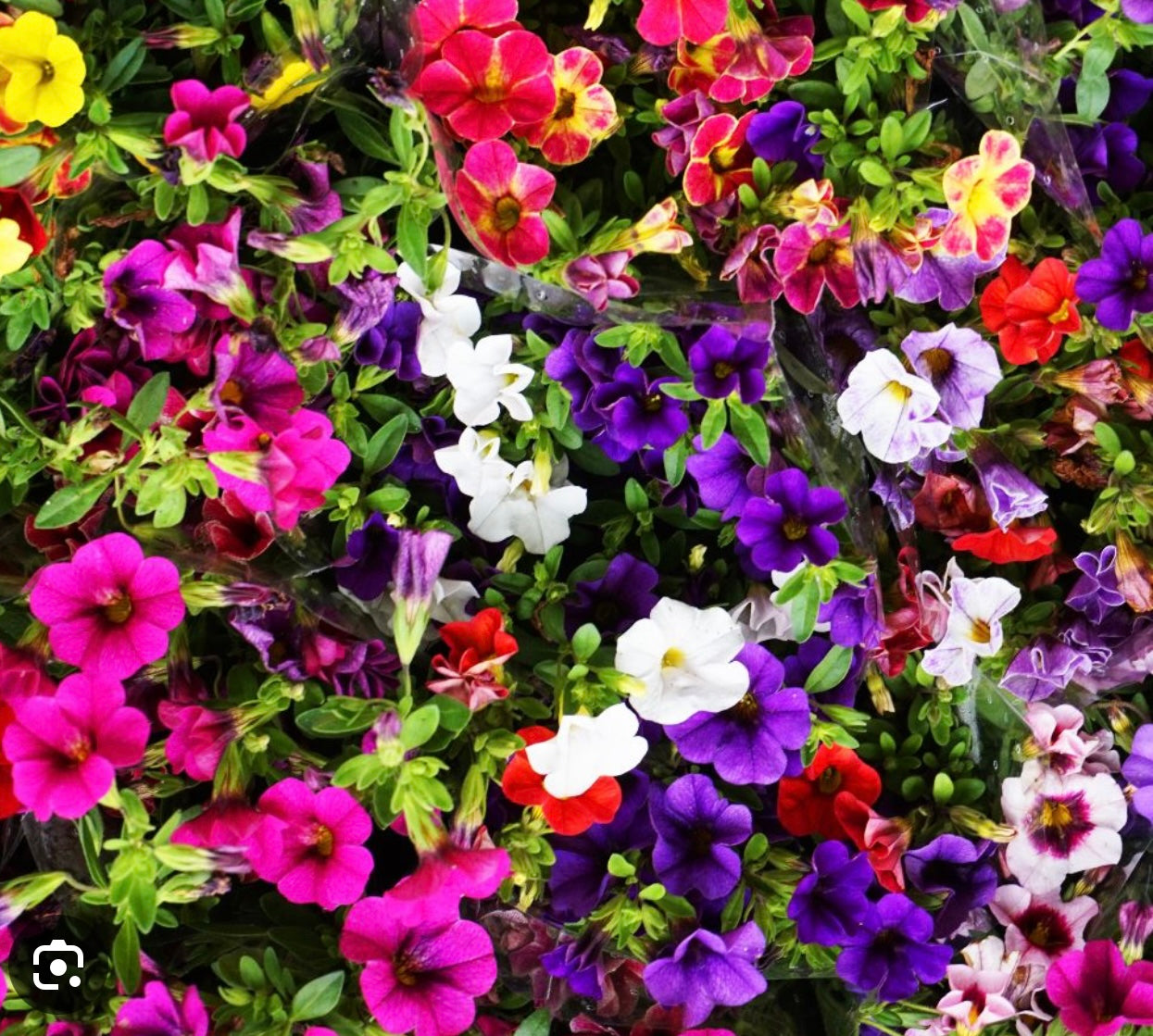 CALIBRACHOA PETUNIA MILLION BELIS MIX - 9cm Pot