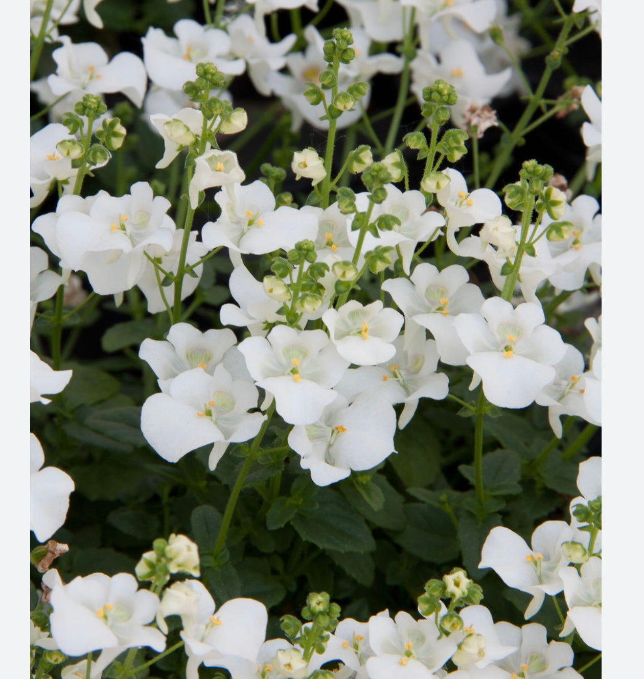 DIASCIA WHITE semi trailing all summer - 10.5cm pot