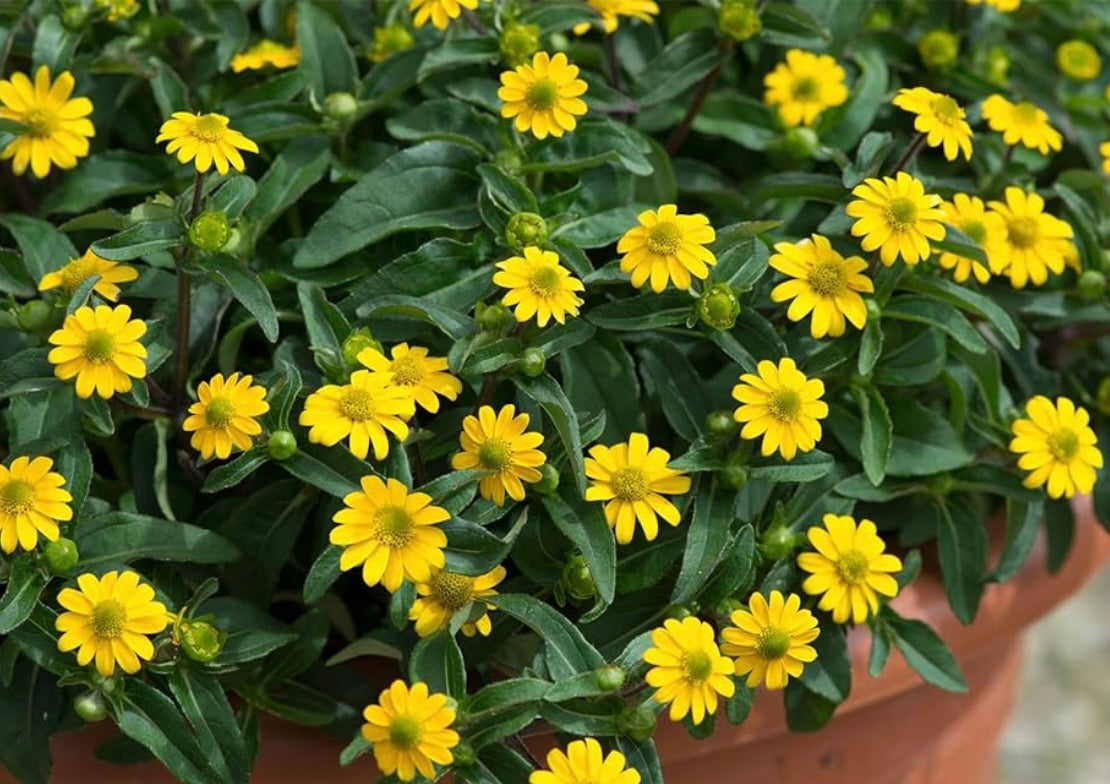 SANVITALIA YELLOW TRAILING - 9cm Pot