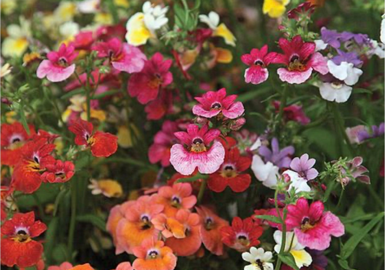 NEMESIA MIXED - 9cm Pot