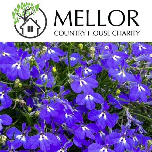LOBELIA BLUE SAPHIRE TRL