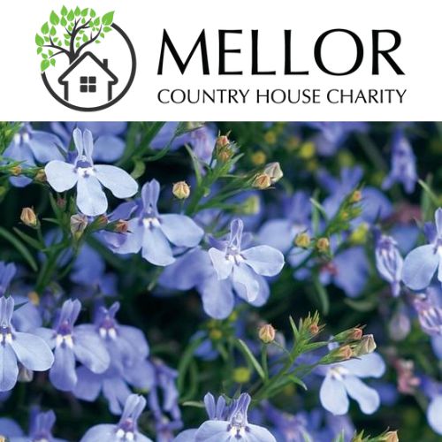 LOBELIA Cam blue light blue