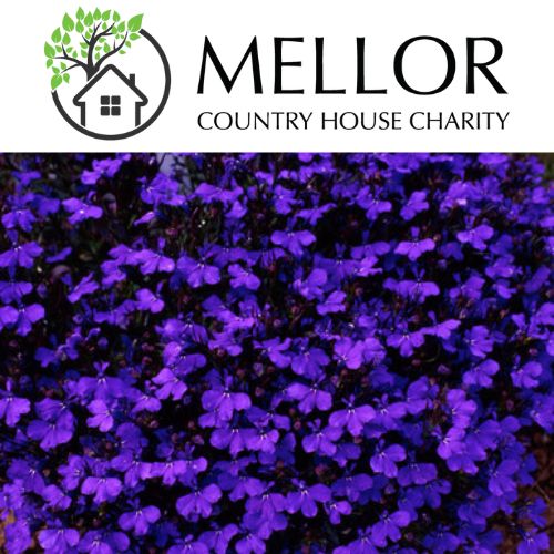 LOBELIA Crys Pal dark blue