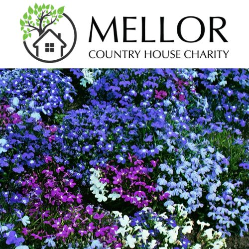 LOBELIA MIXED BUSH