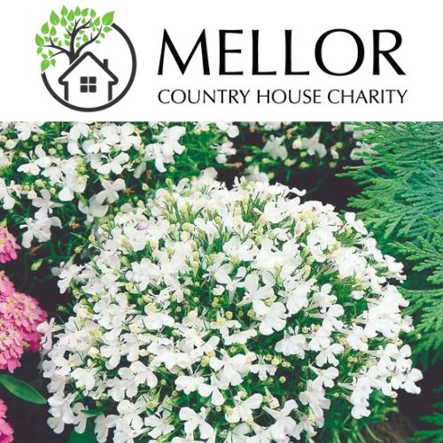 LOBELIA WHITE LADY BUSH