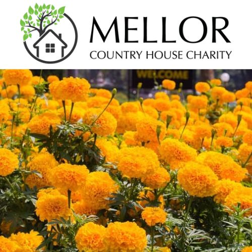 MARIGOLD AFRICAN MIXED