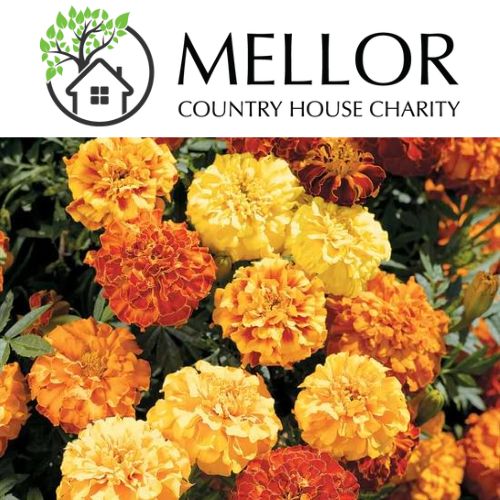 MARIGOLD FRENCH MIXED