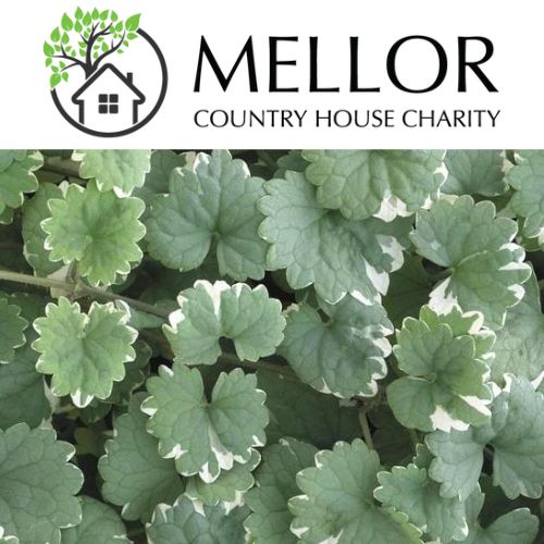 NEPETA trailing foliage