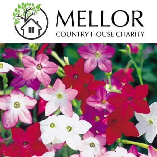 NICOTIANA MIXED