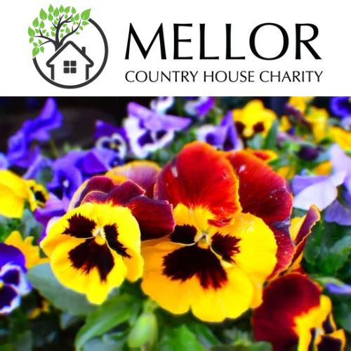 PANSY MIXED