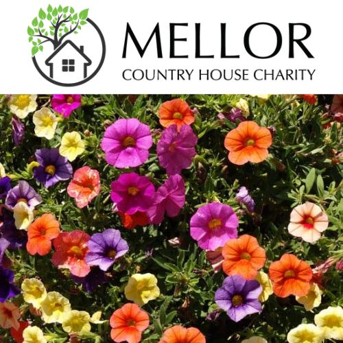 PETUNIA MIXED