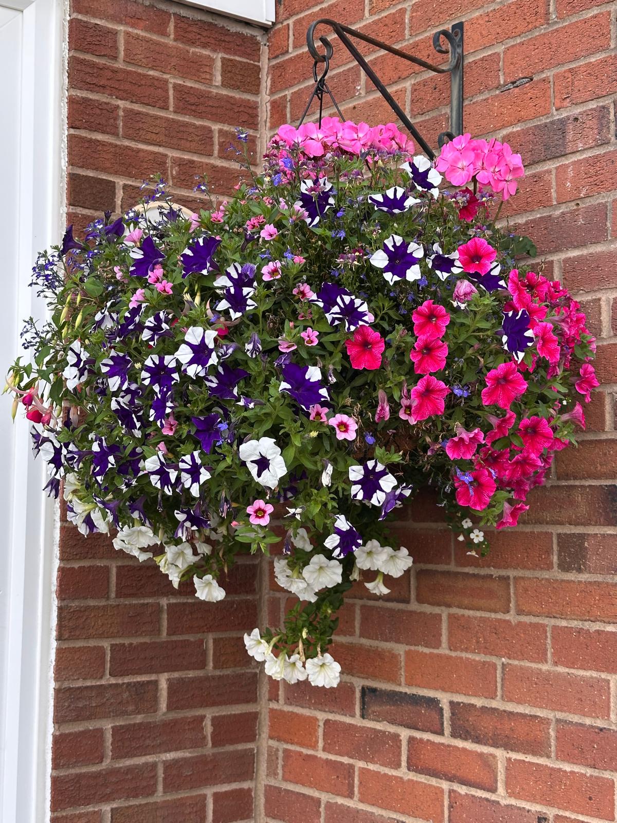 17" COCO Lined London Basket - mixed
