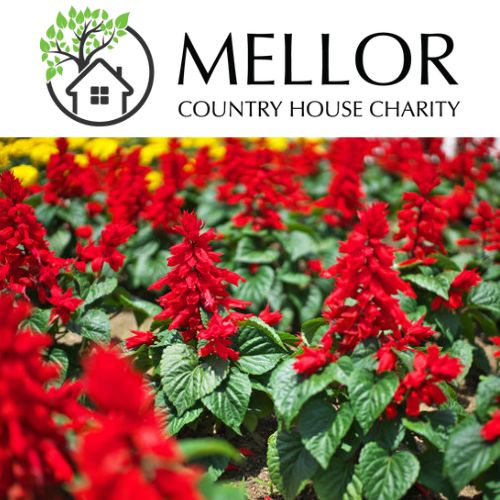 SALVIA RED