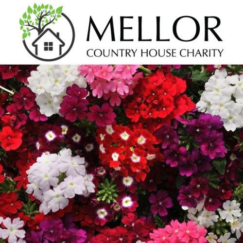 VERBENA MIXED