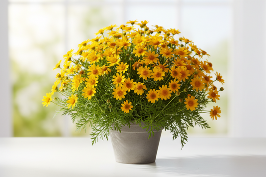 BIDENS SIXBI SUN - 9cm Pot