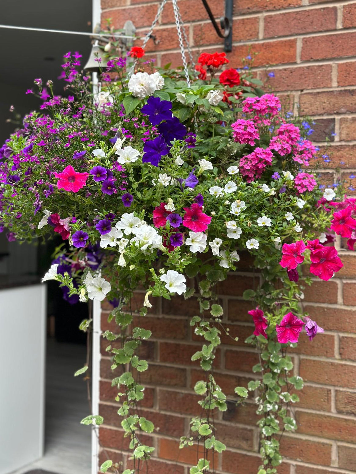 18" MOSS WIRED BASKET (MIXED TRAILING & PATIO)