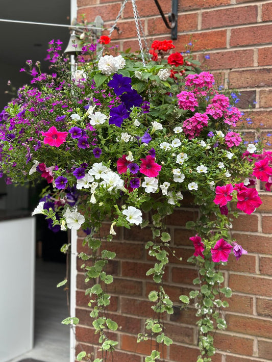 18" MOSS WIRED BASKET (MIXED TRAILING & PATIO)