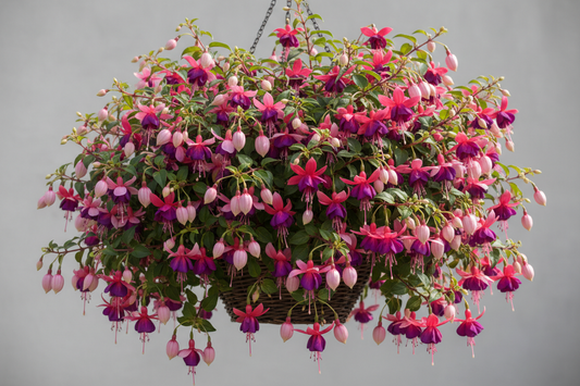 10" FUCHSIA BASKET - flowers from mid/late May