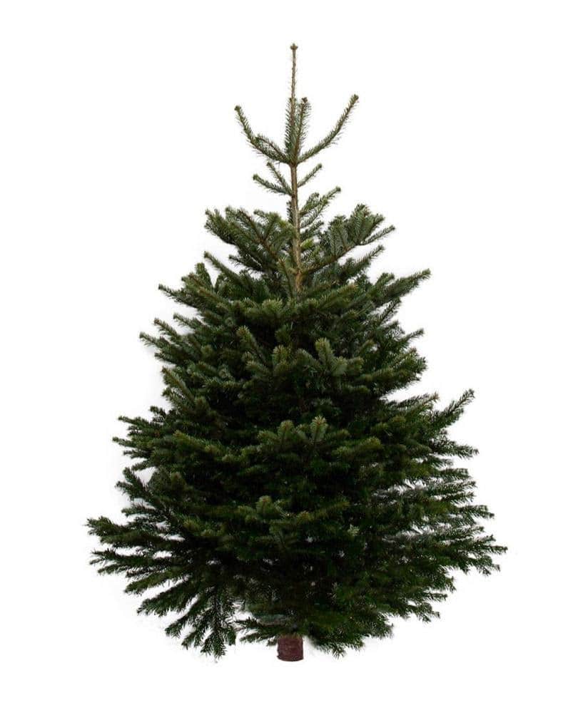 Christmas Trees - From £34 - Free Local Delivery - Support a Local Charity